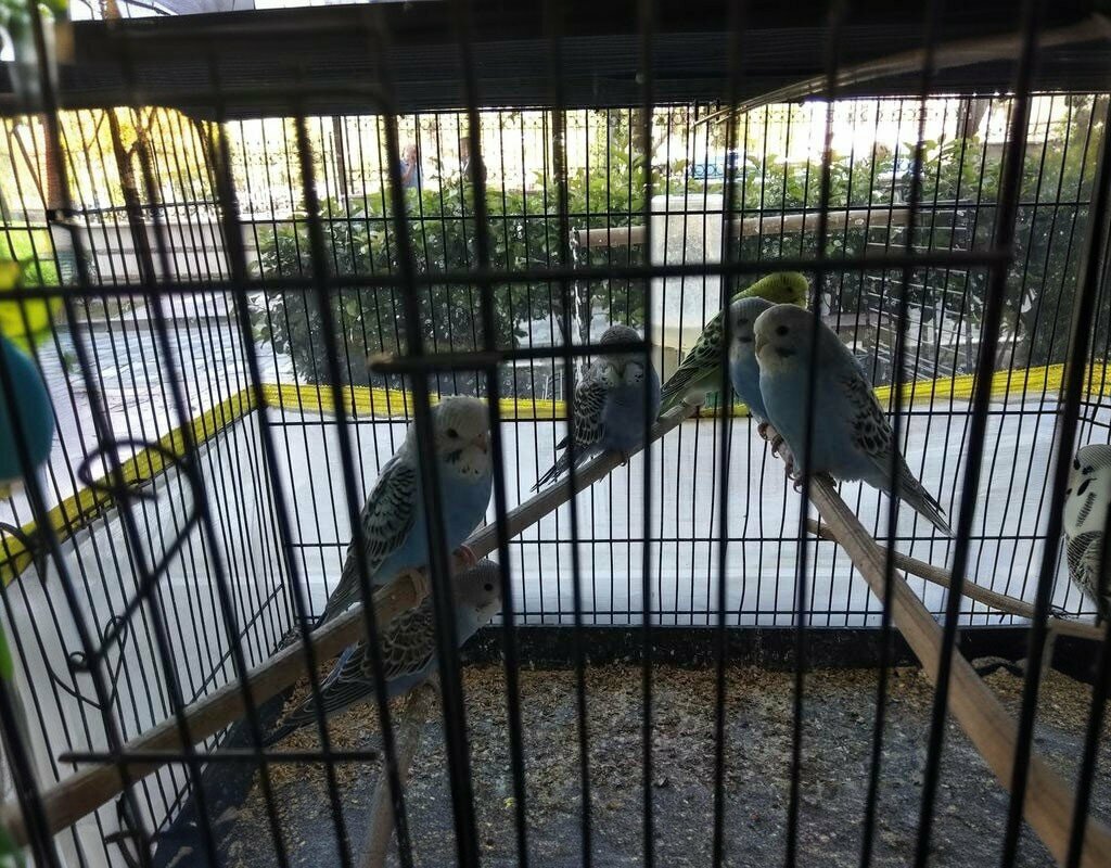 Pet shop Nehir Petshop, Manisa, photo