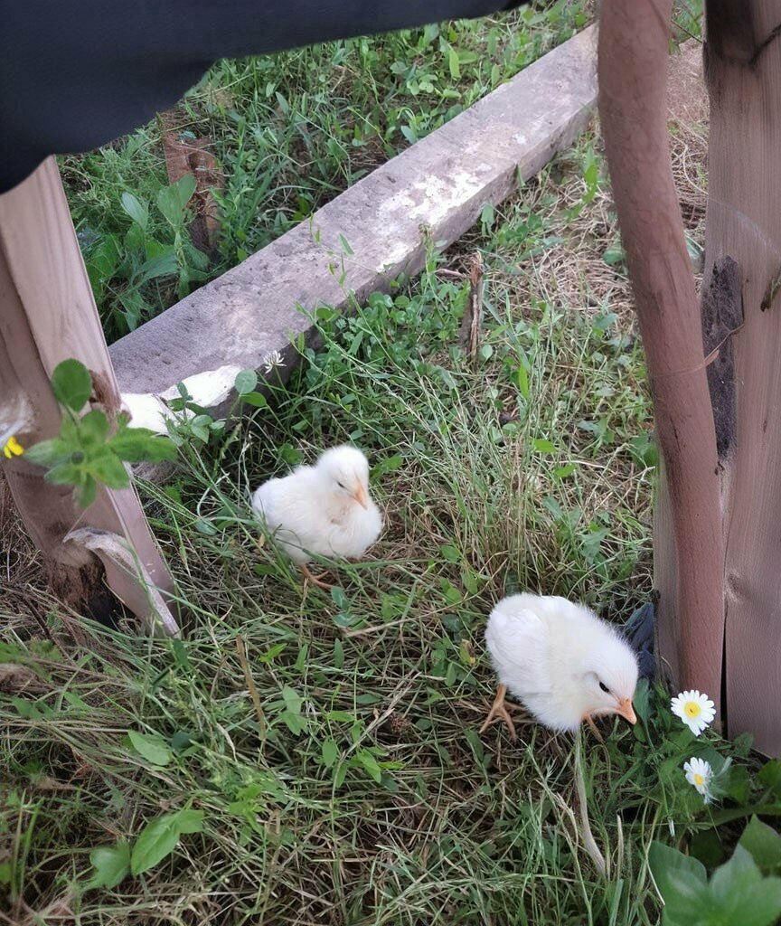 Veterinary clinic Cakir Veterinary Clinic, Kandira, photo