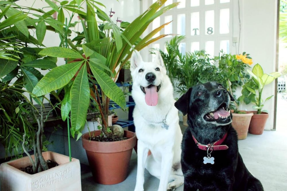 Фото Okinawan. Sweet Home. T-8