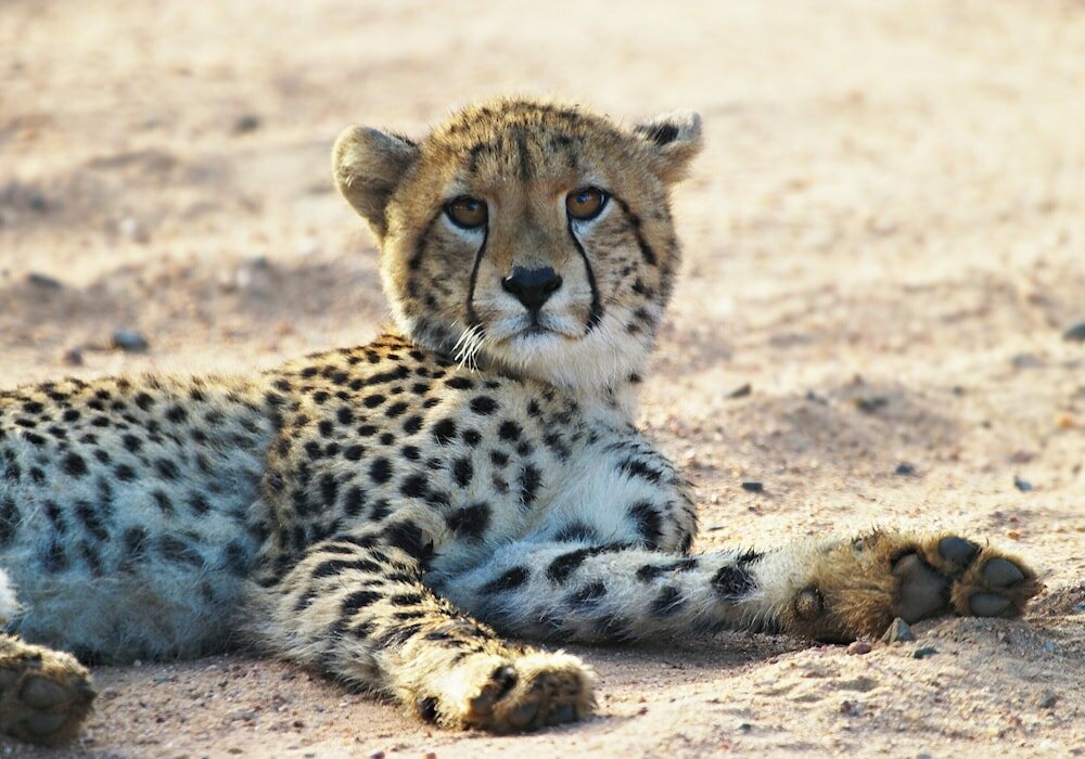 Фото Rhino Walking Safaris