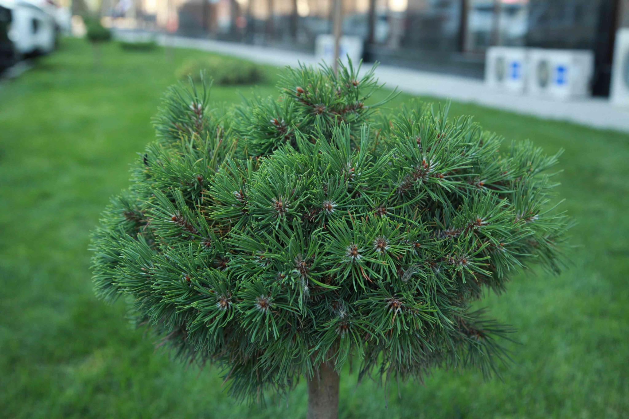 Фото Dream Hotel Anapa