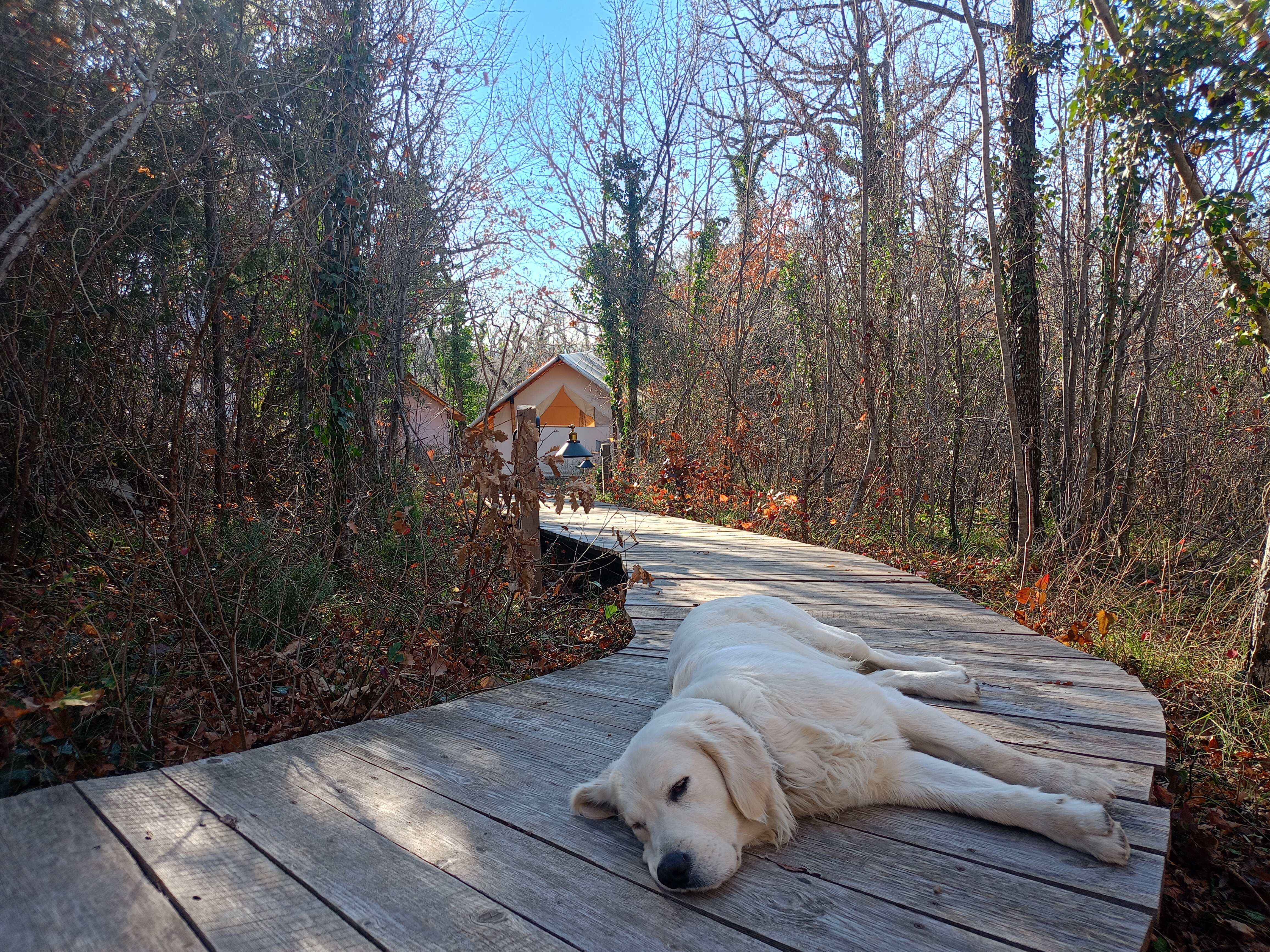 Фото Горный Енот