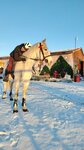 Equestrian Yard Juventa (Moscow, Troparyovskaya Street, вл6), horse riding