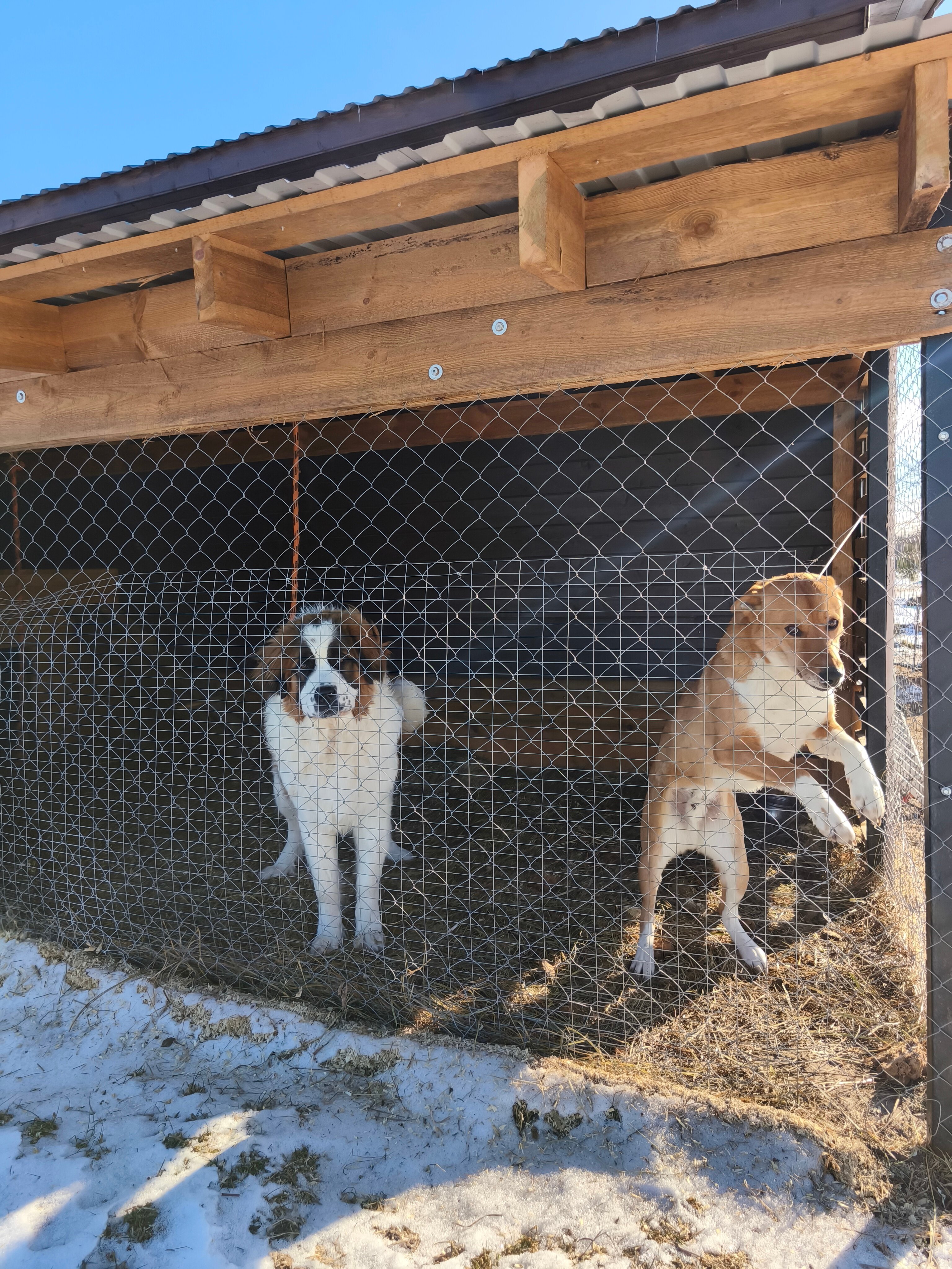 Фото Эко-ферма Мечта Сурсово