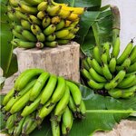 Ferticrops (Distrital Santiago de Surco, Jirón Batallón Tarma, 111), fertilizers