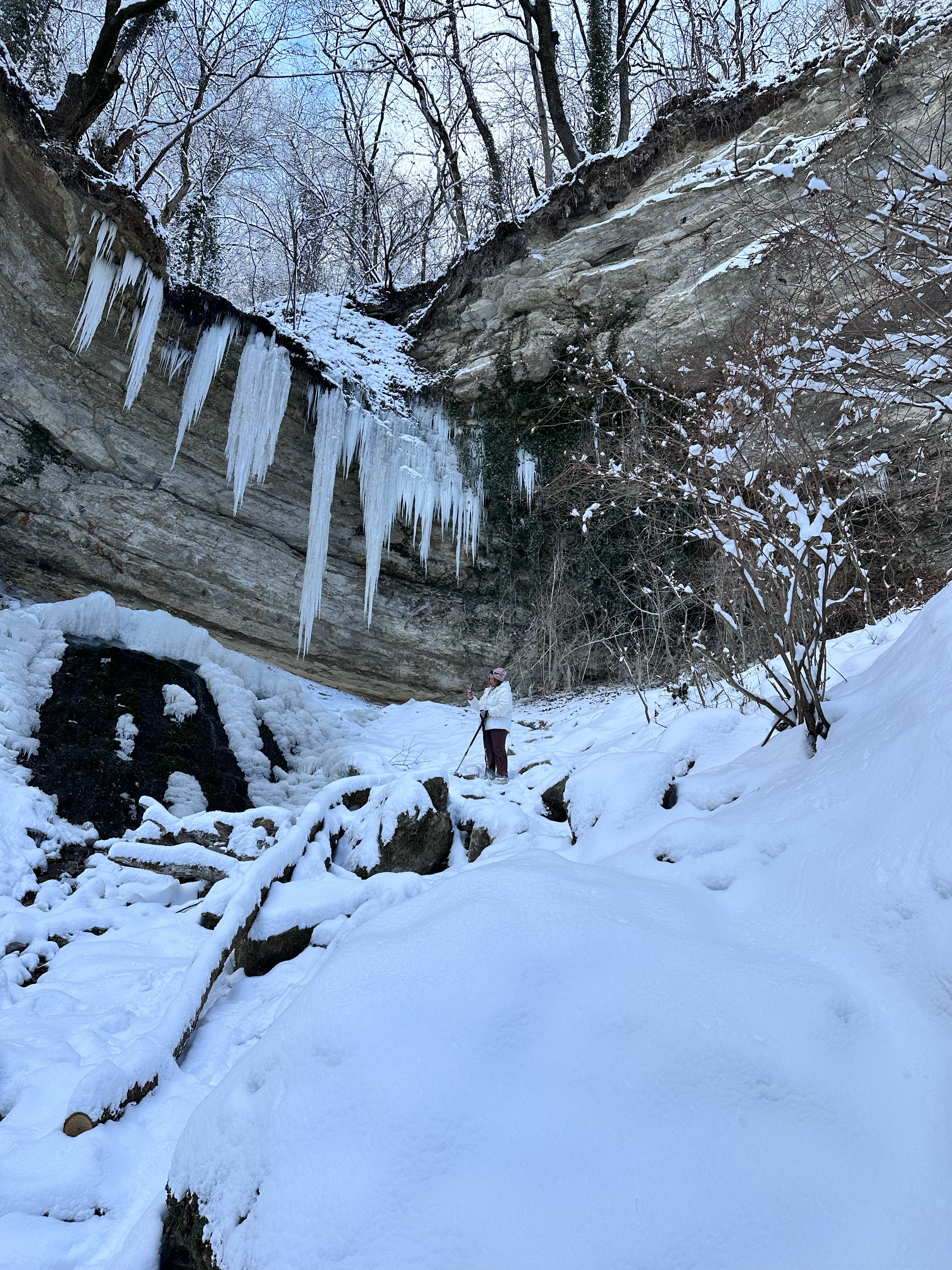 Фото Березки