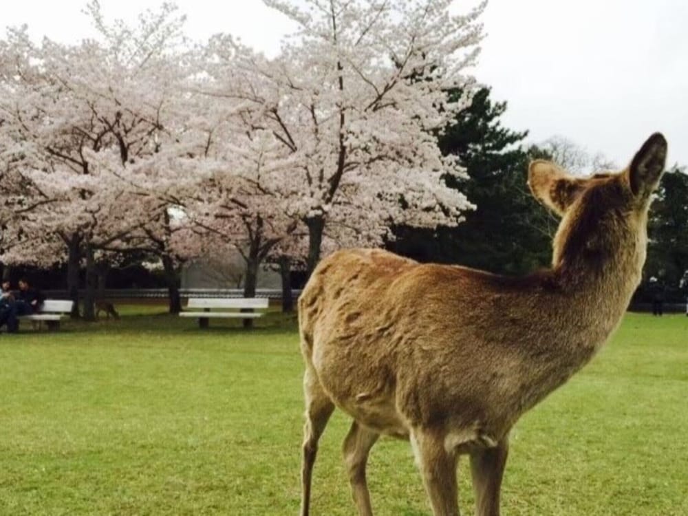 Фото Sarusawaike Yoshidaya