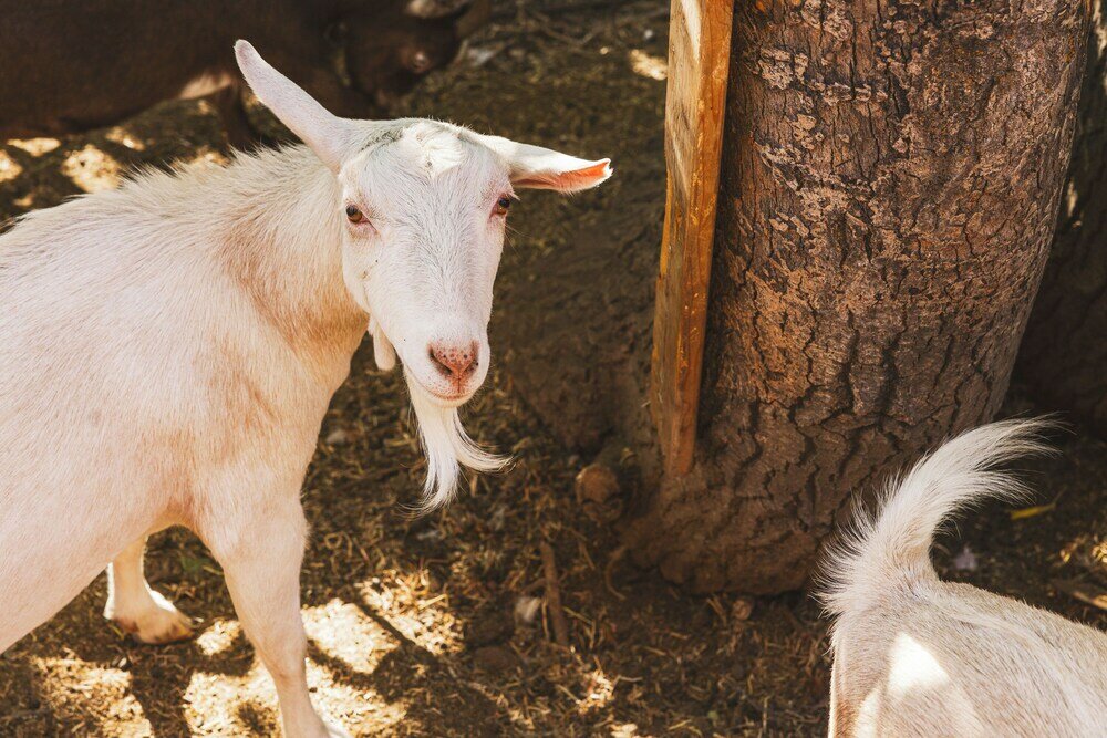 Фото Iron Horse Inn Bed & Breakfast