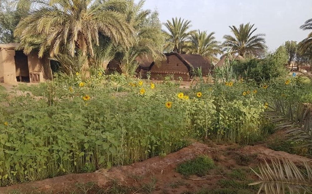 Фото Sahara Source Vie