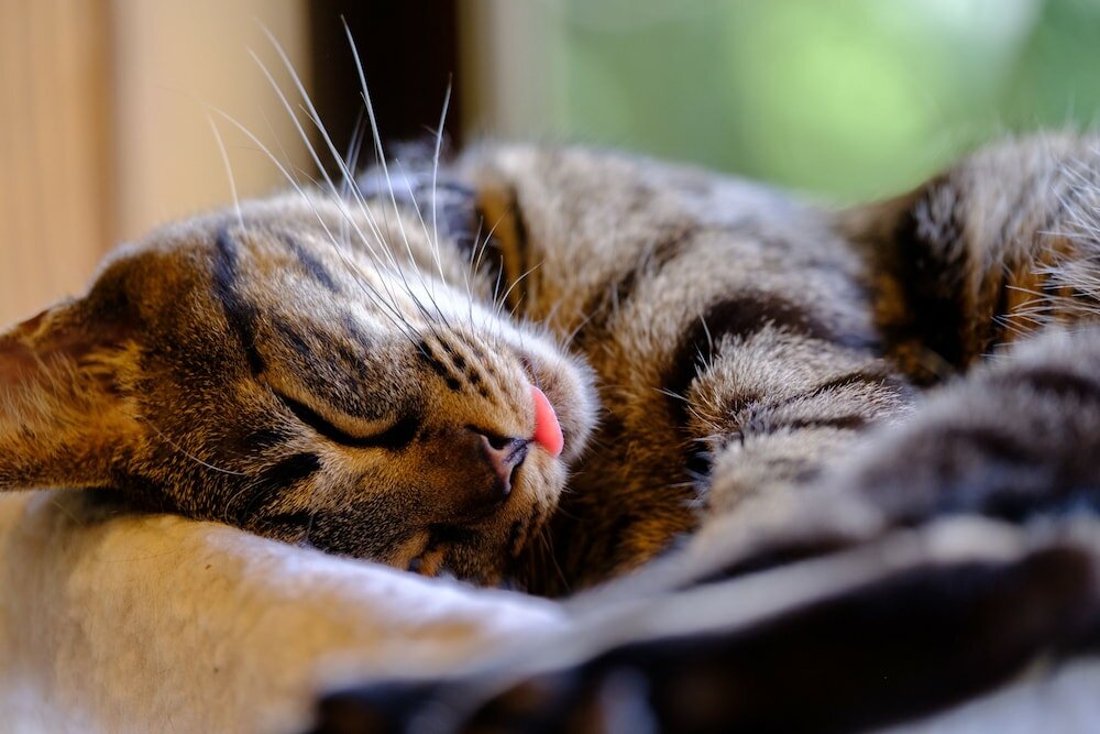 Фото Yufuin Waraneko no Yado