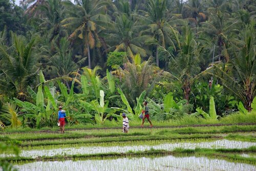 Внешний вид отеля Taman Harum Cottages в Масе, фото 4