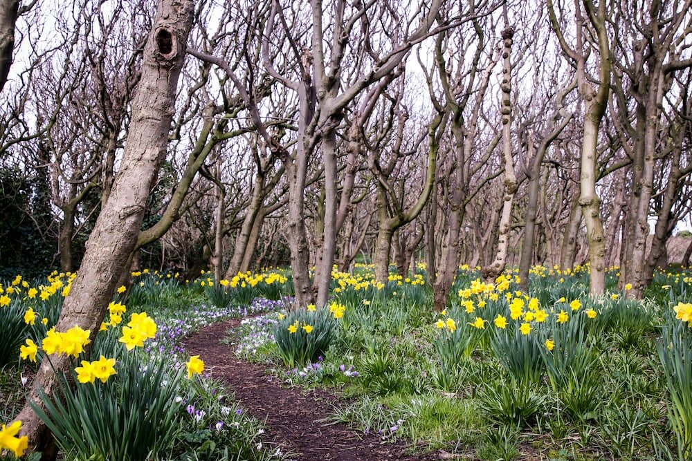 Фото Leasowe Castle
