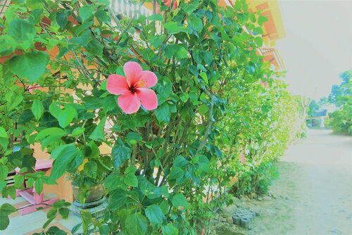 Гостиница Hibiscus Samui в Самуи