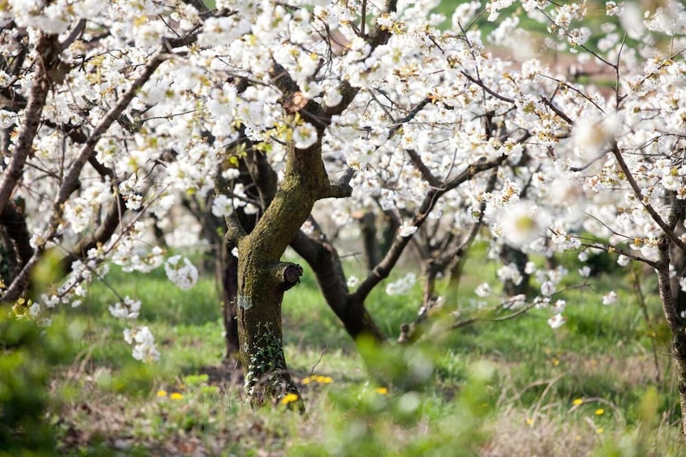 Фото Antica Corte
