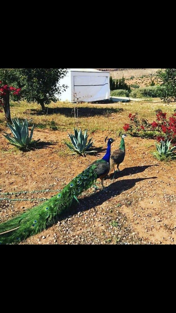 Фото Safa Boulaouane Eco-Lodge