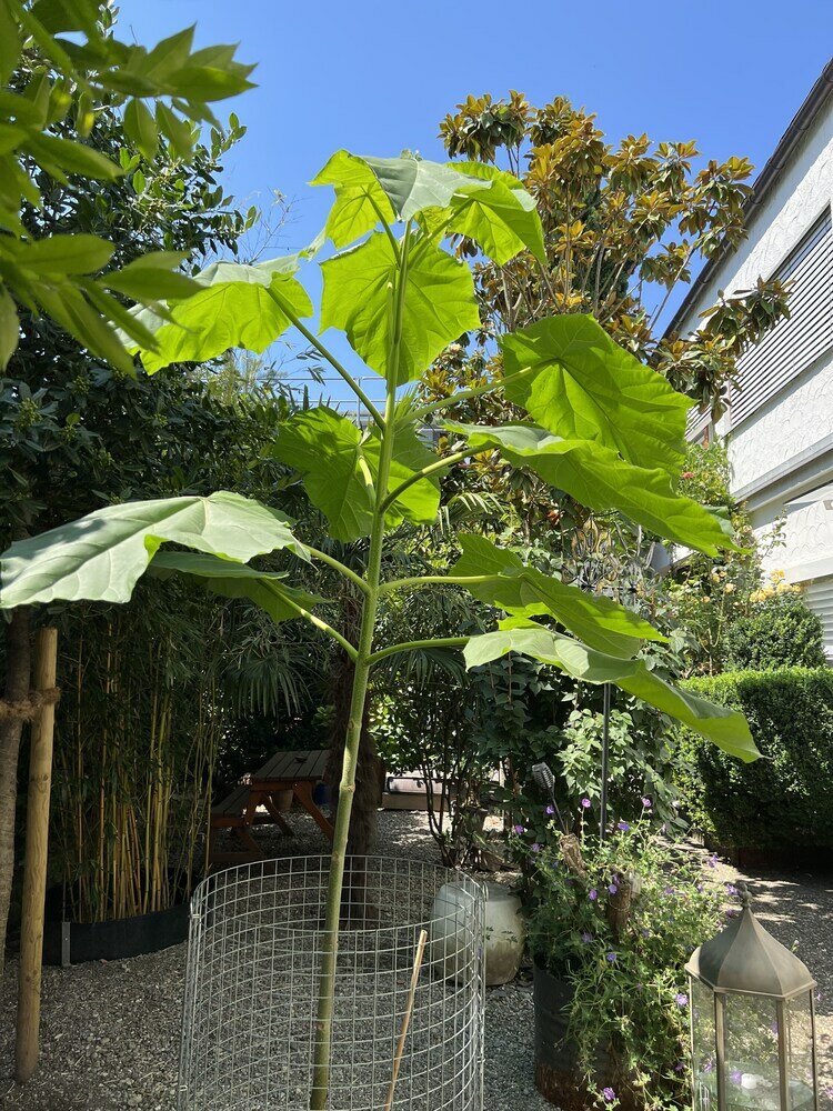 Фото Carli's Base Camp