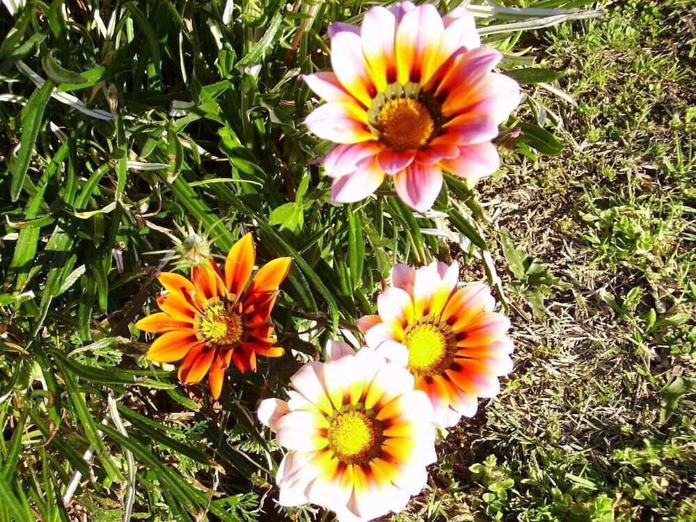 Фото Deo Gratia Guest House