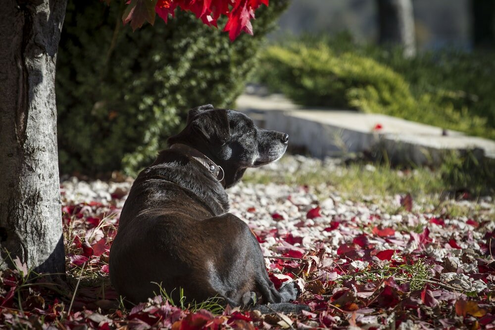 Фото Agriturismo Bio Relais Terra del Vento