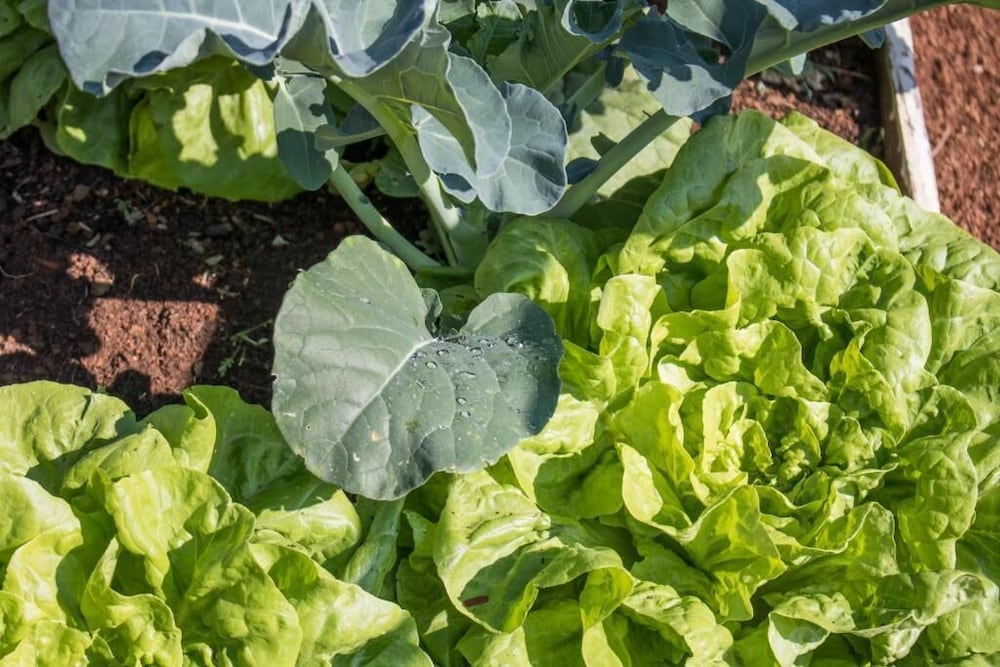 Фото Pousada Sonho Meu