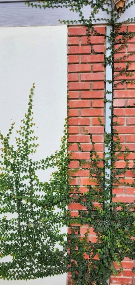 Фото Grapevine Garden