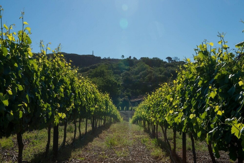 Фото Laborie Estate