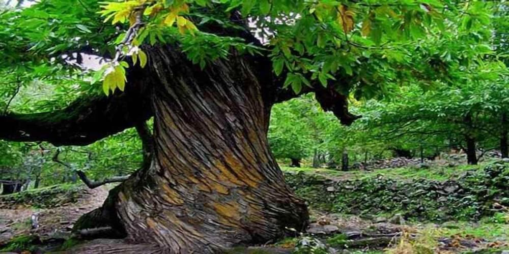 Фото Casas Rurales Acebuche