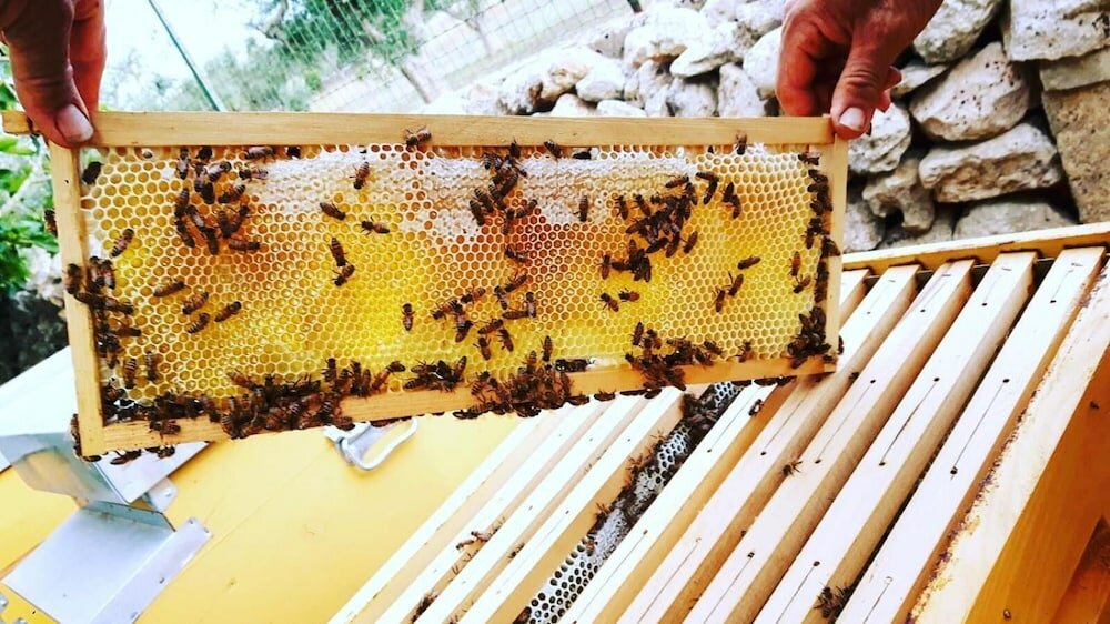 Фото Masseria Borgo del Gallo