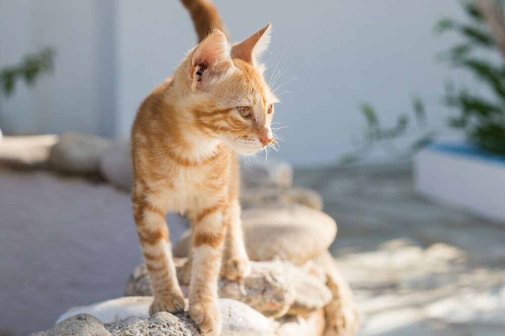 Фото Summer Breeze