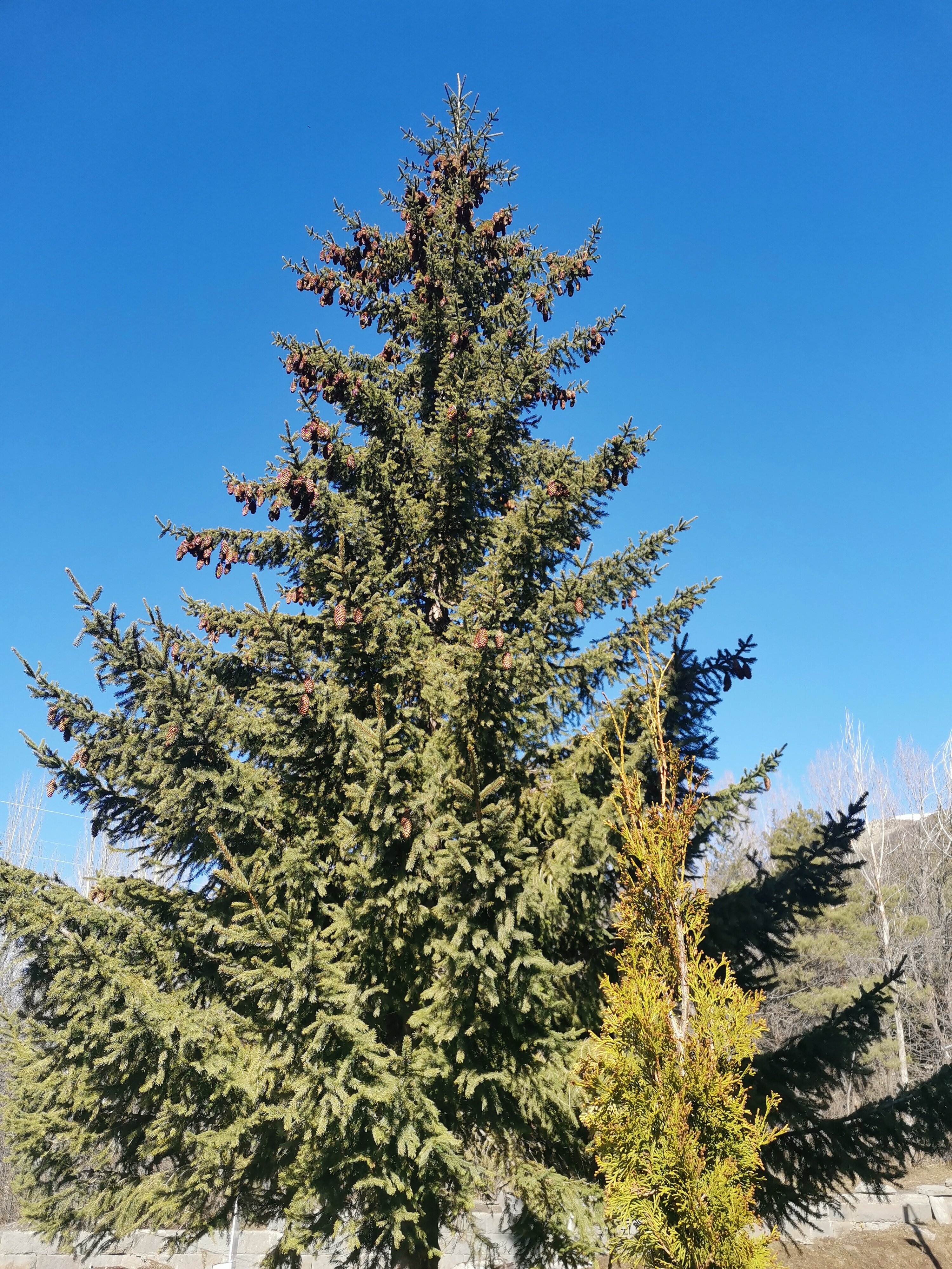 Фото Ani Central Inn