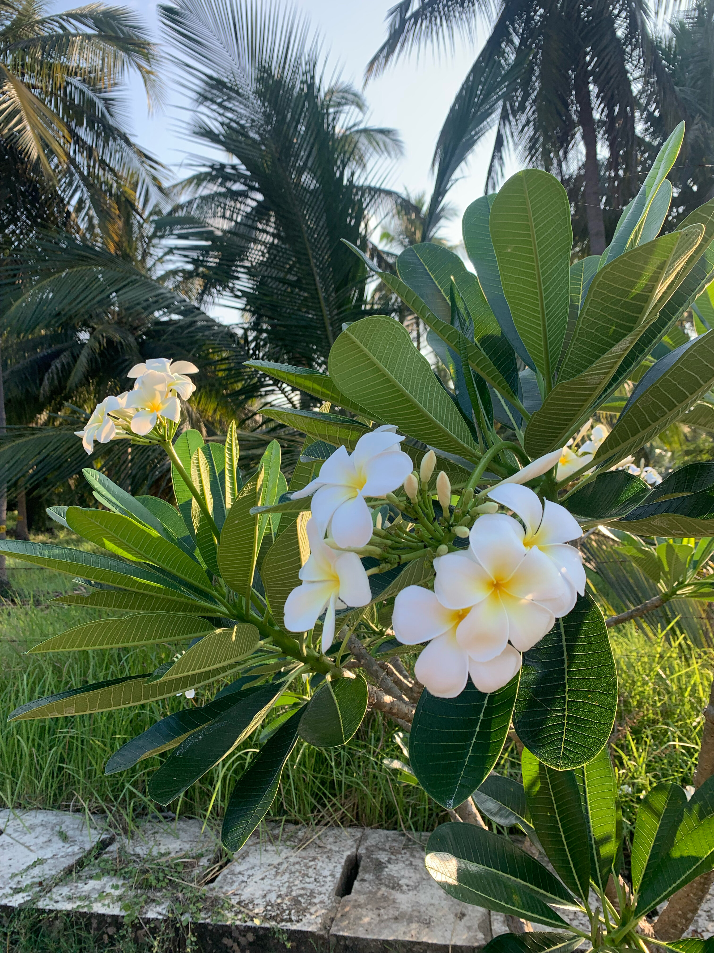 Фото Анантая Резорт и Спа Пасикуда