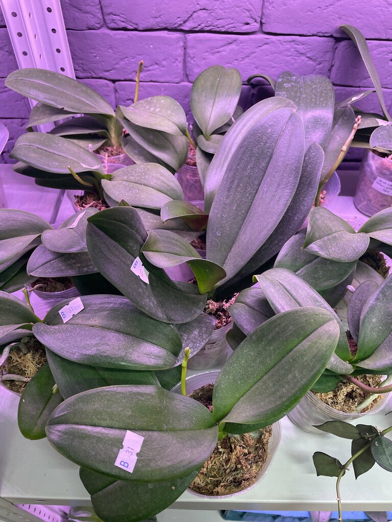 Елена Жижко