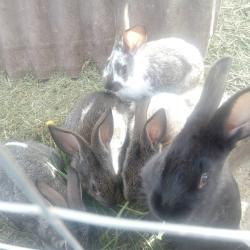 Фото Гостевой дом у Румянцевых