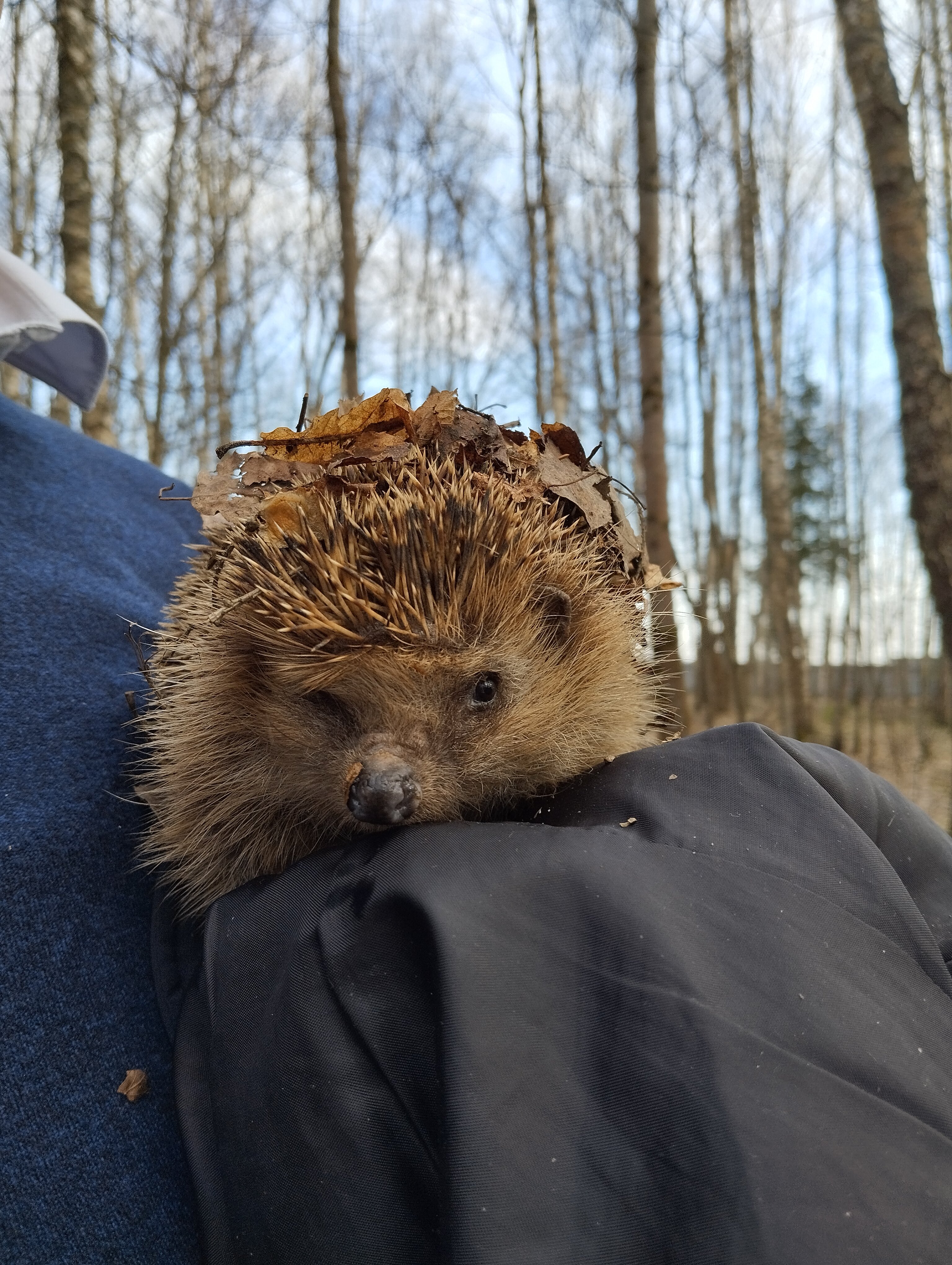 Фото Bereza Country