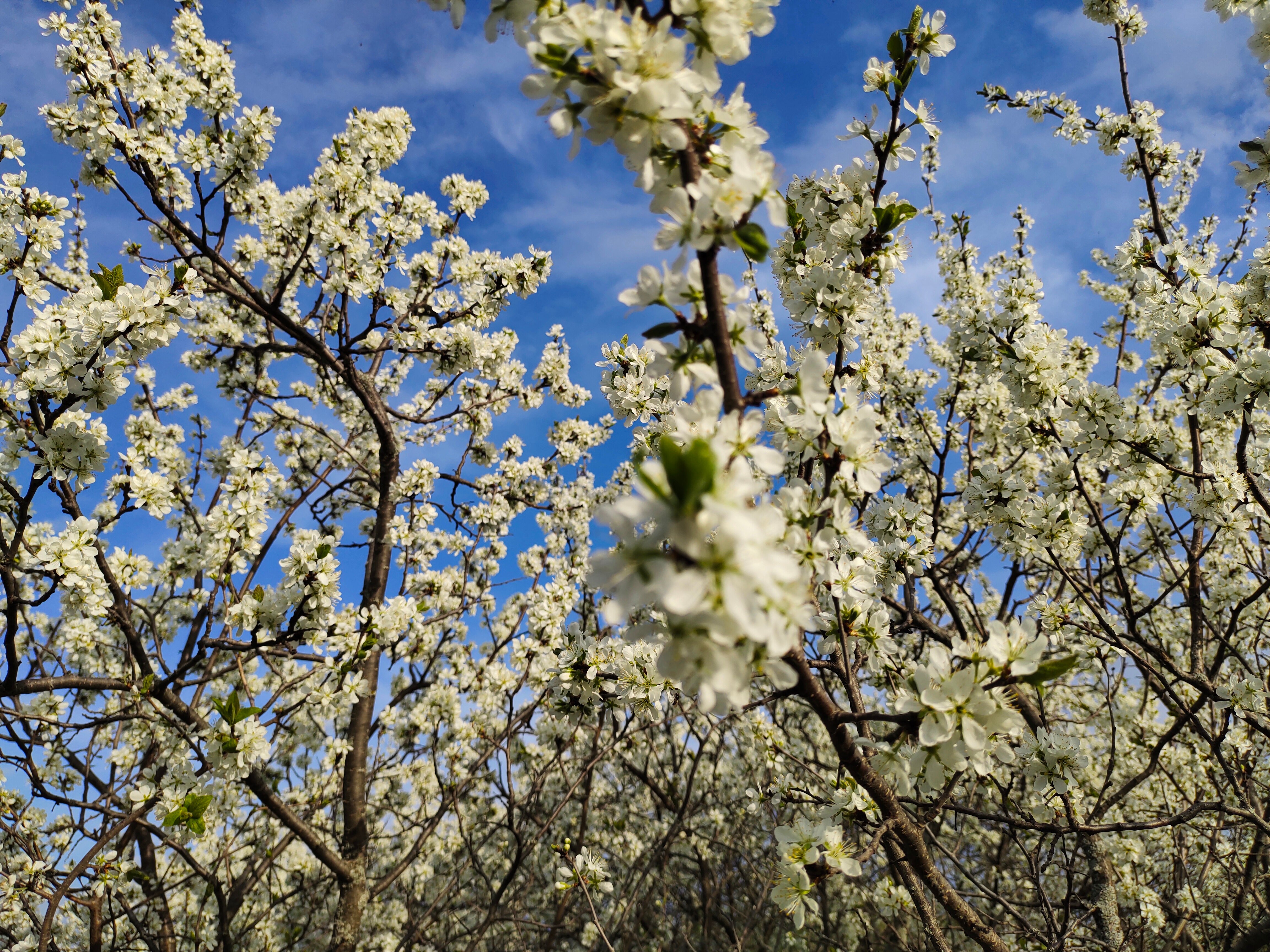 Фото Домик Пчеловода