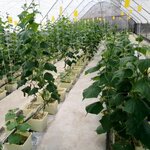 Gulf Hydroponic Agriculture (Margham, Al Awir, Dubai), agricultural machinery, equipment