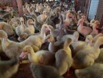 ЛПХ Рябушка (posyolok Zhilino-2, 16/1), cría de animales