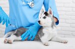 Vash Dobry Doktor (Pogonniy Drive, 1к9), veterinary clinic