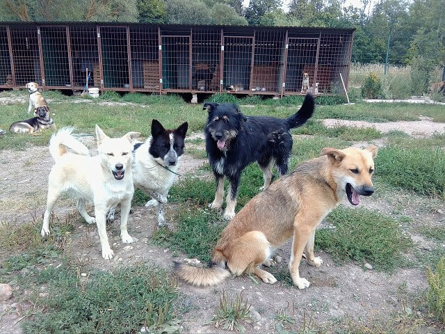 مأوى للحيوانات Animal Shelter & Rehabilitation Center 'vernost' ، مقاطعة سمولينسك، صورة