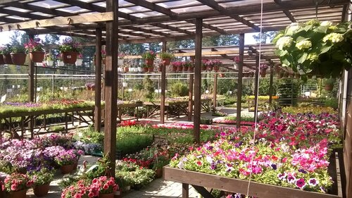 Веста череповец садовый центр