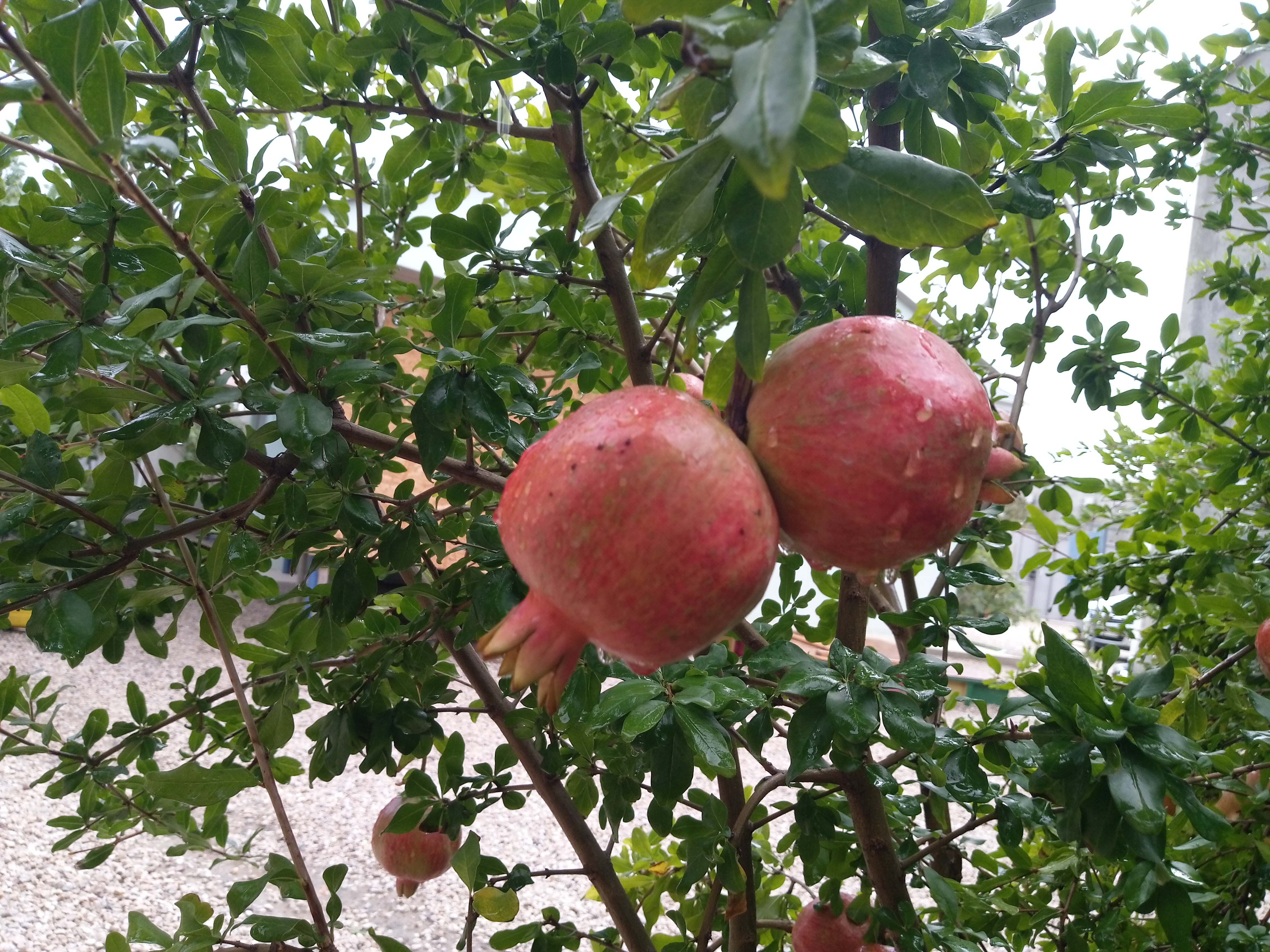 Фото Гостевой дом Оазис Судак