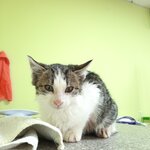 Ангел-Хранитель (selo Krasnokumskoye, Terskaya ulitsa, 33), veterinary clinic