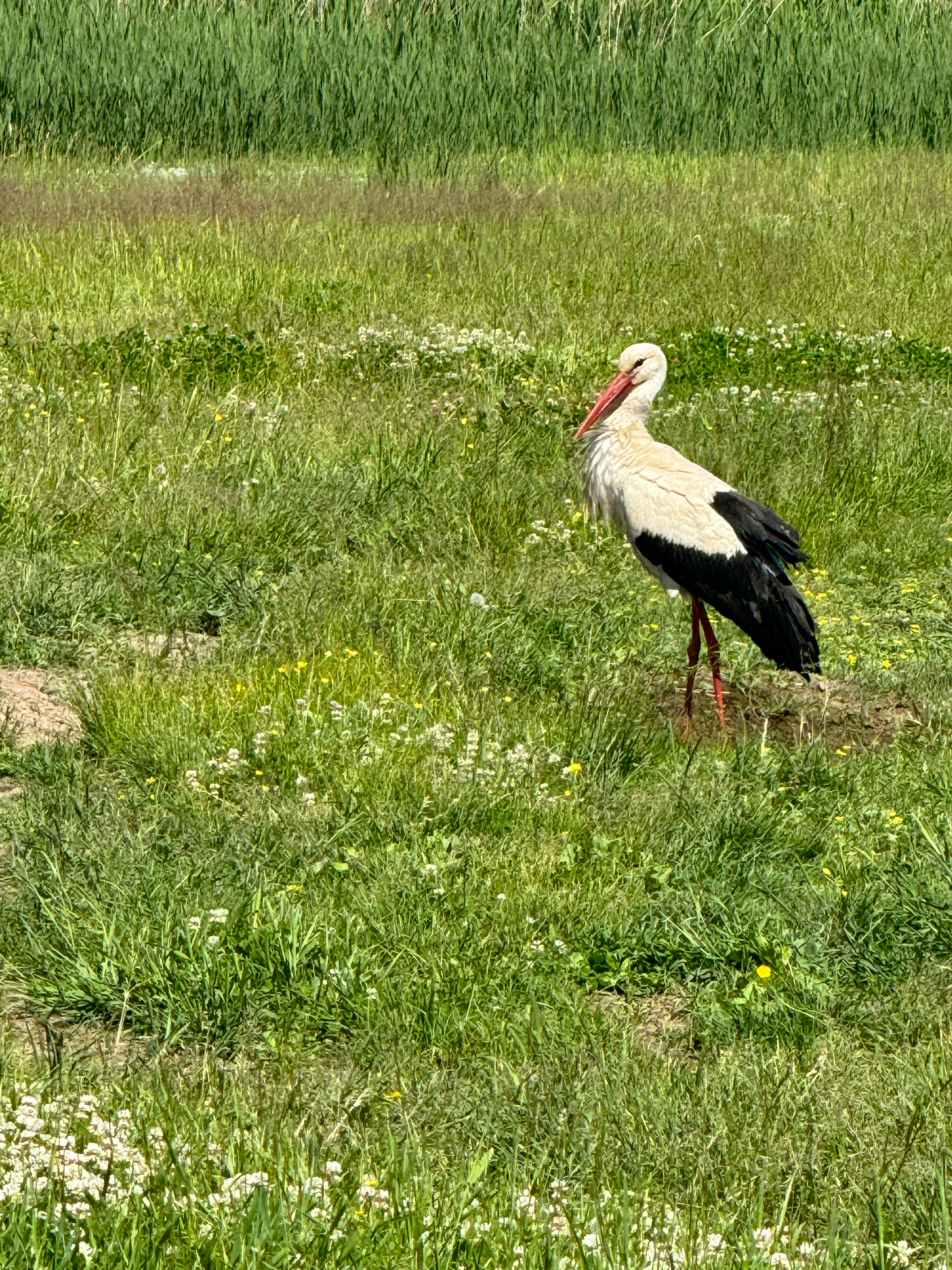 Фото Белая цапля