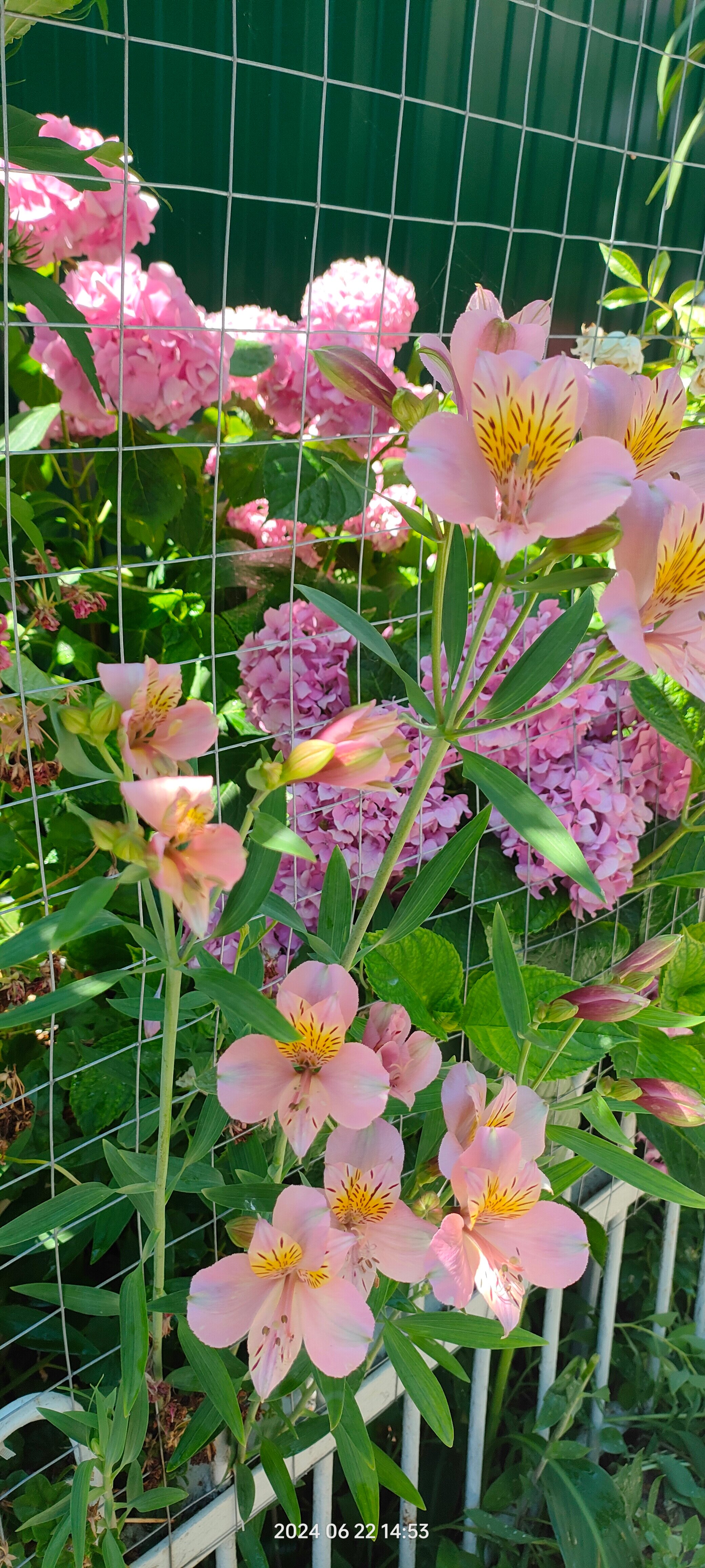 Фото Тристан