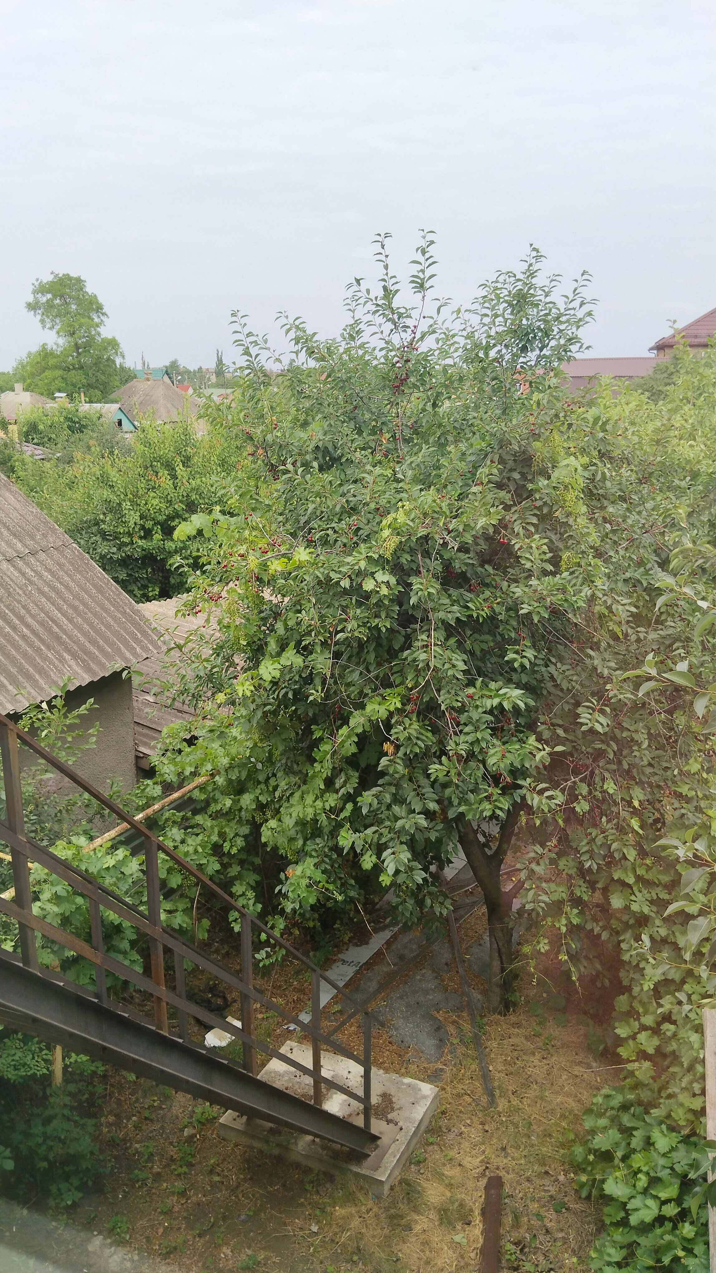 Фото Катюша