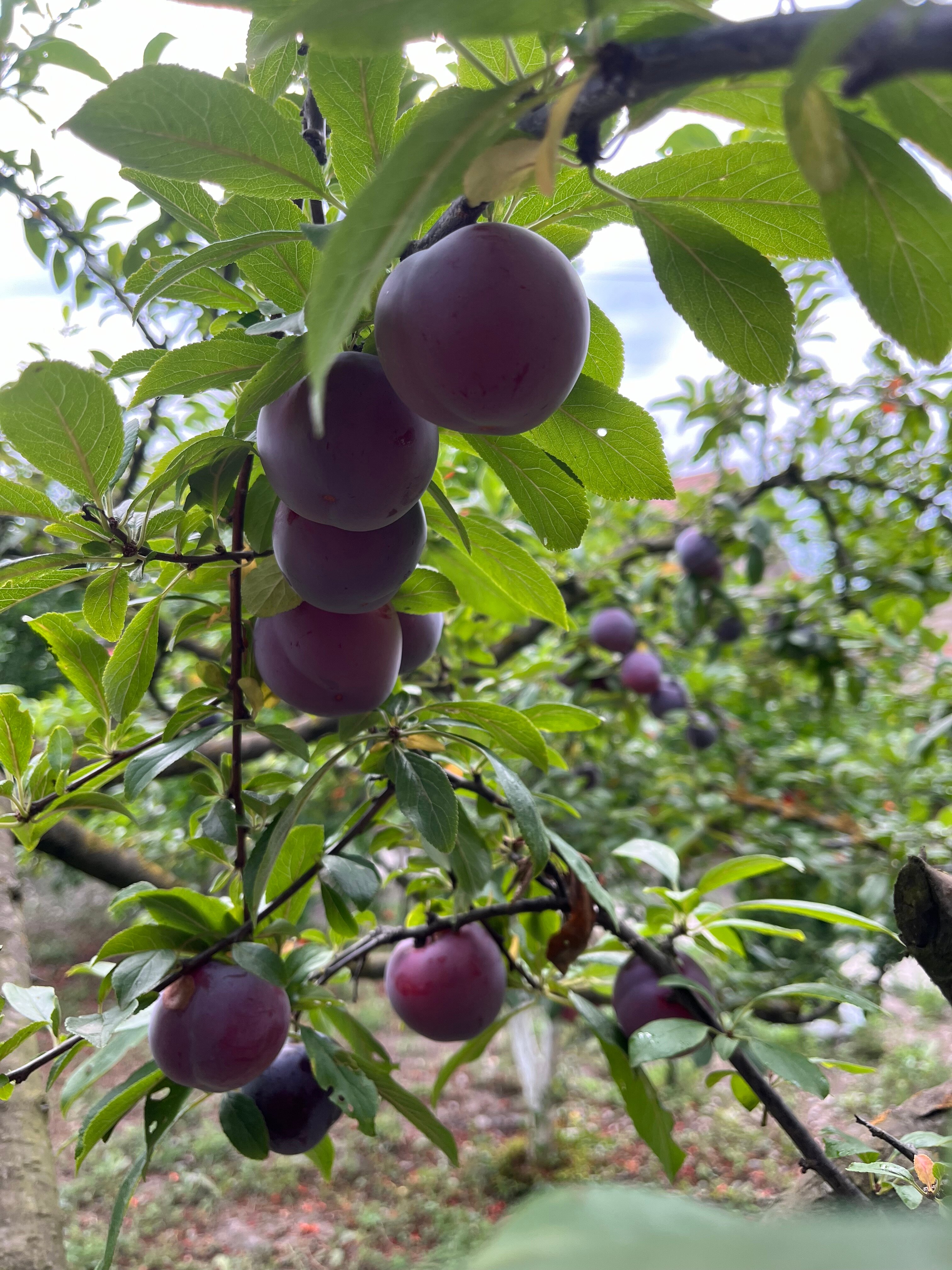 Фото Самурская Жемчужина
