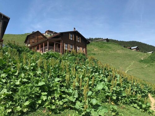 Гостиница Pokut Inn в Чамлыхемшине