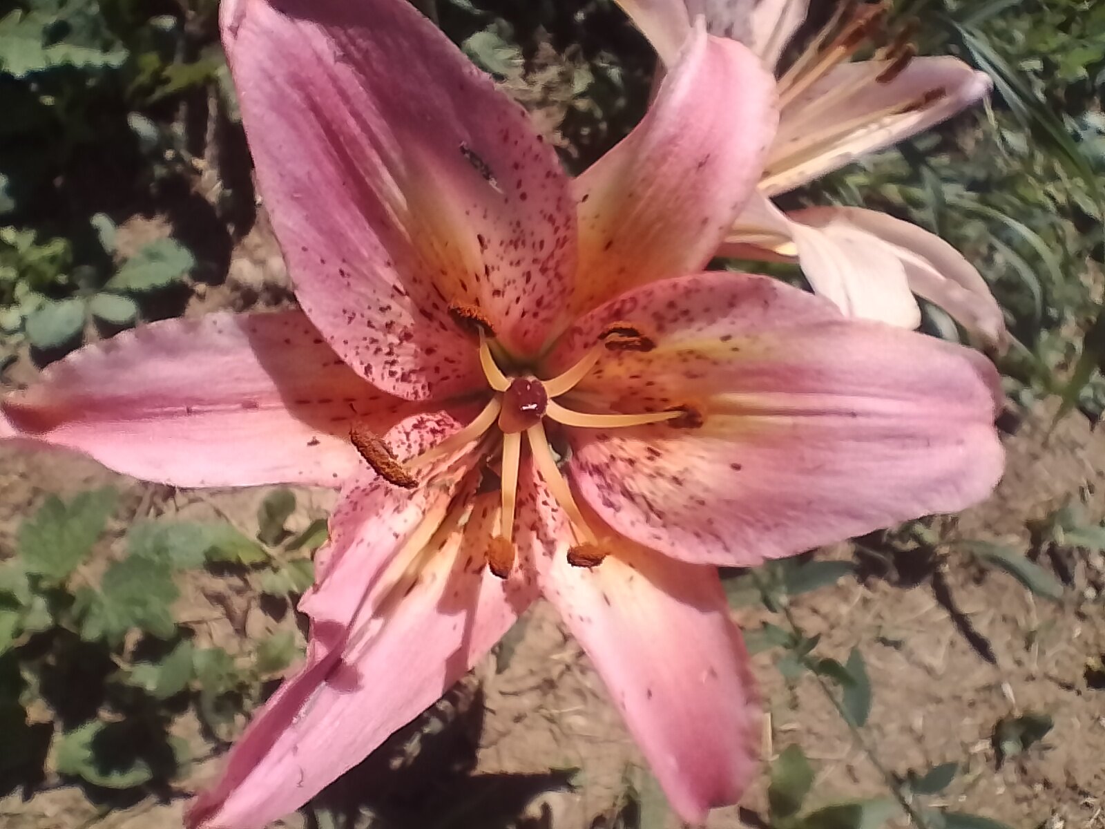 Когда речь заходит о создании особенной атмосферы, многие склоняются к выбору растений с яркой и нестандартной палитрой. Такие варианты способны стать центром внимания и выделить ваш декор среди остальных. Откройте для себя пять удивительных видов, которые сделают вашу обстановку неповторимой и выразительной.