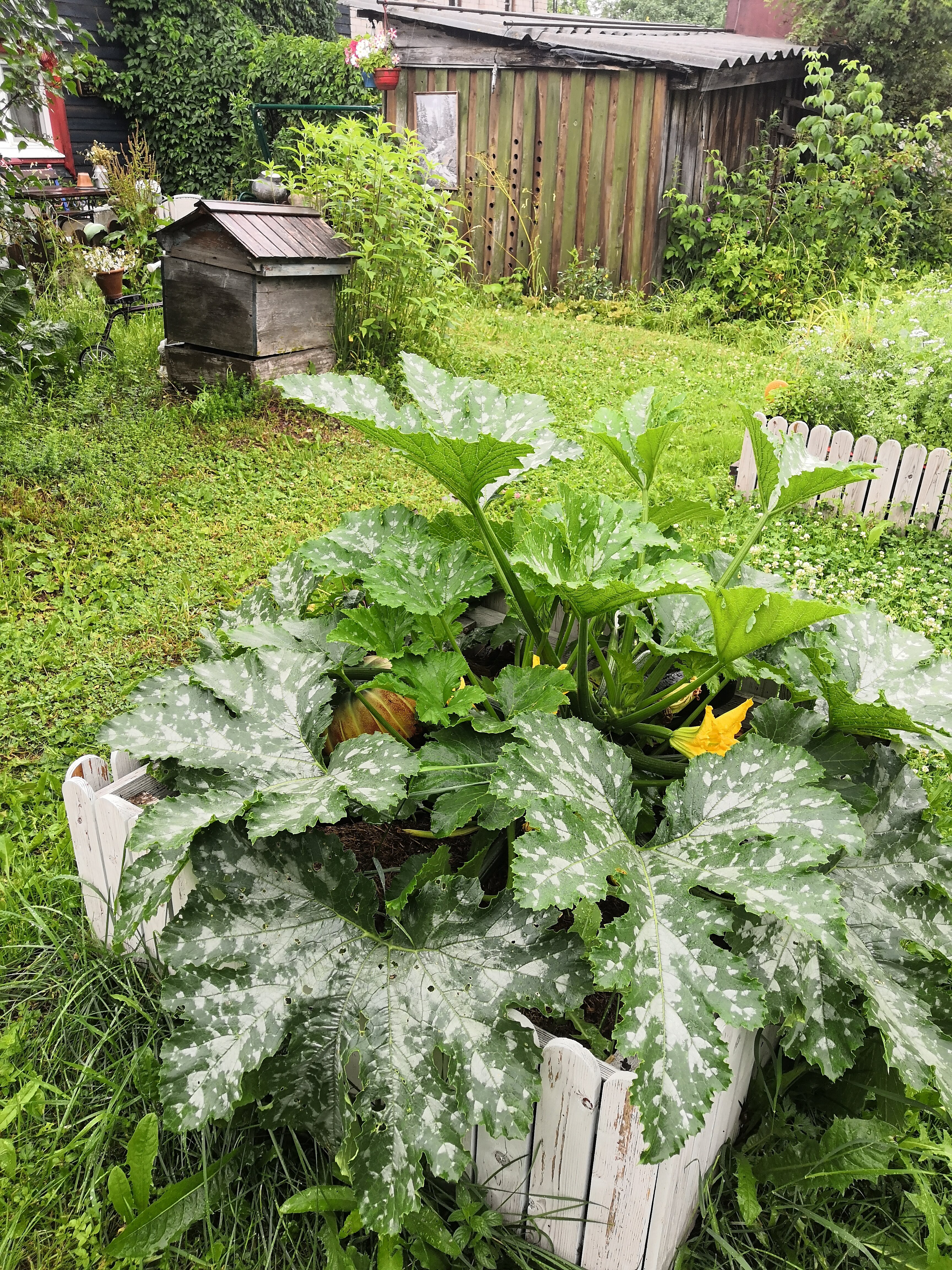 Фото Лосиный тупичок