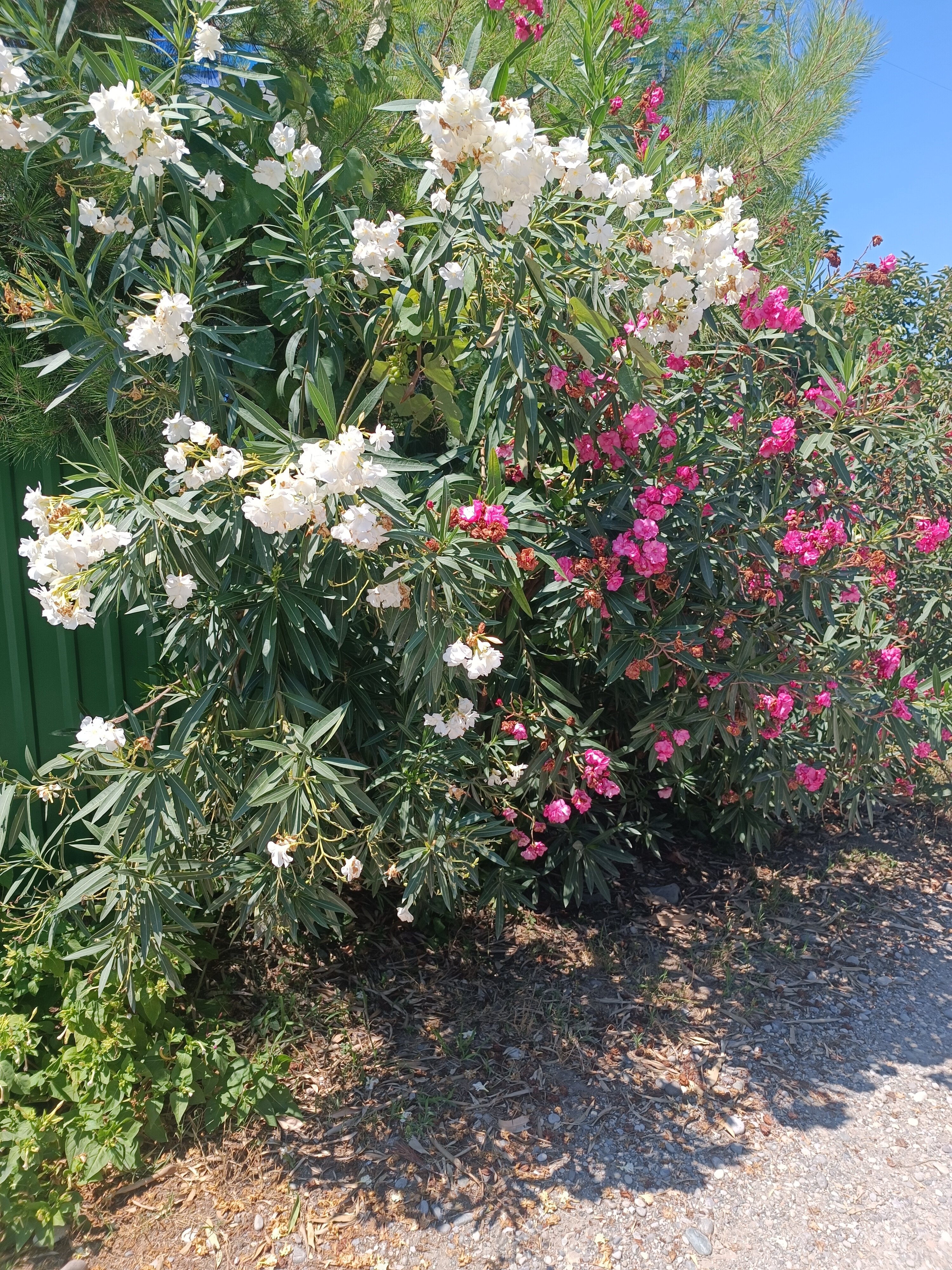 Фото Айсберг