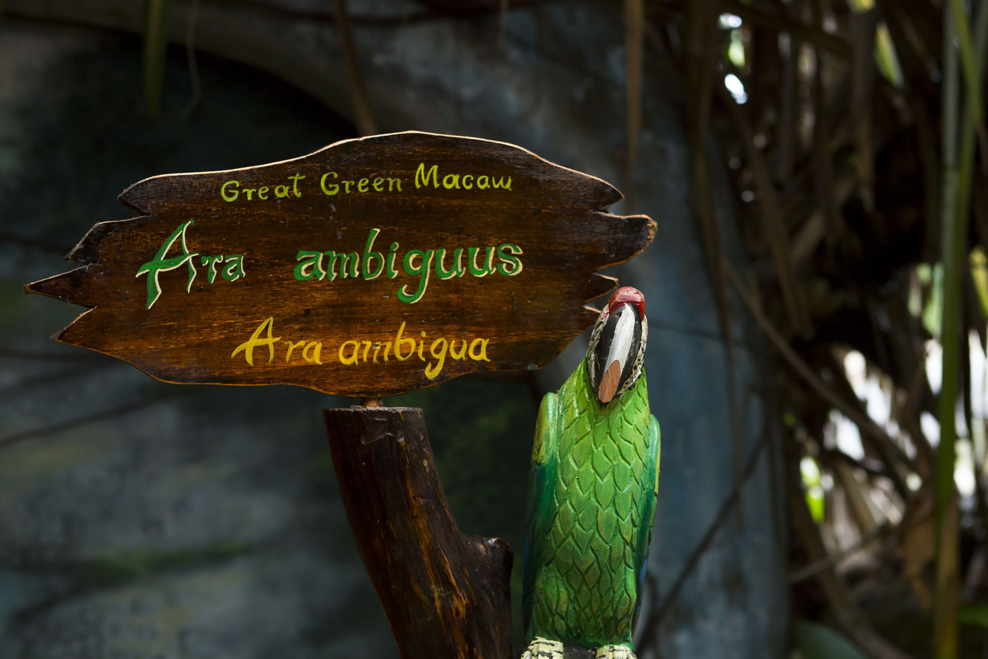 Фото Ara Ambigua Lodge